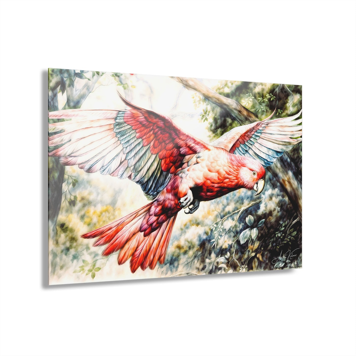 "Australian Galah", Fine Art Acrylic Wall Print (French Cleat Hanging)