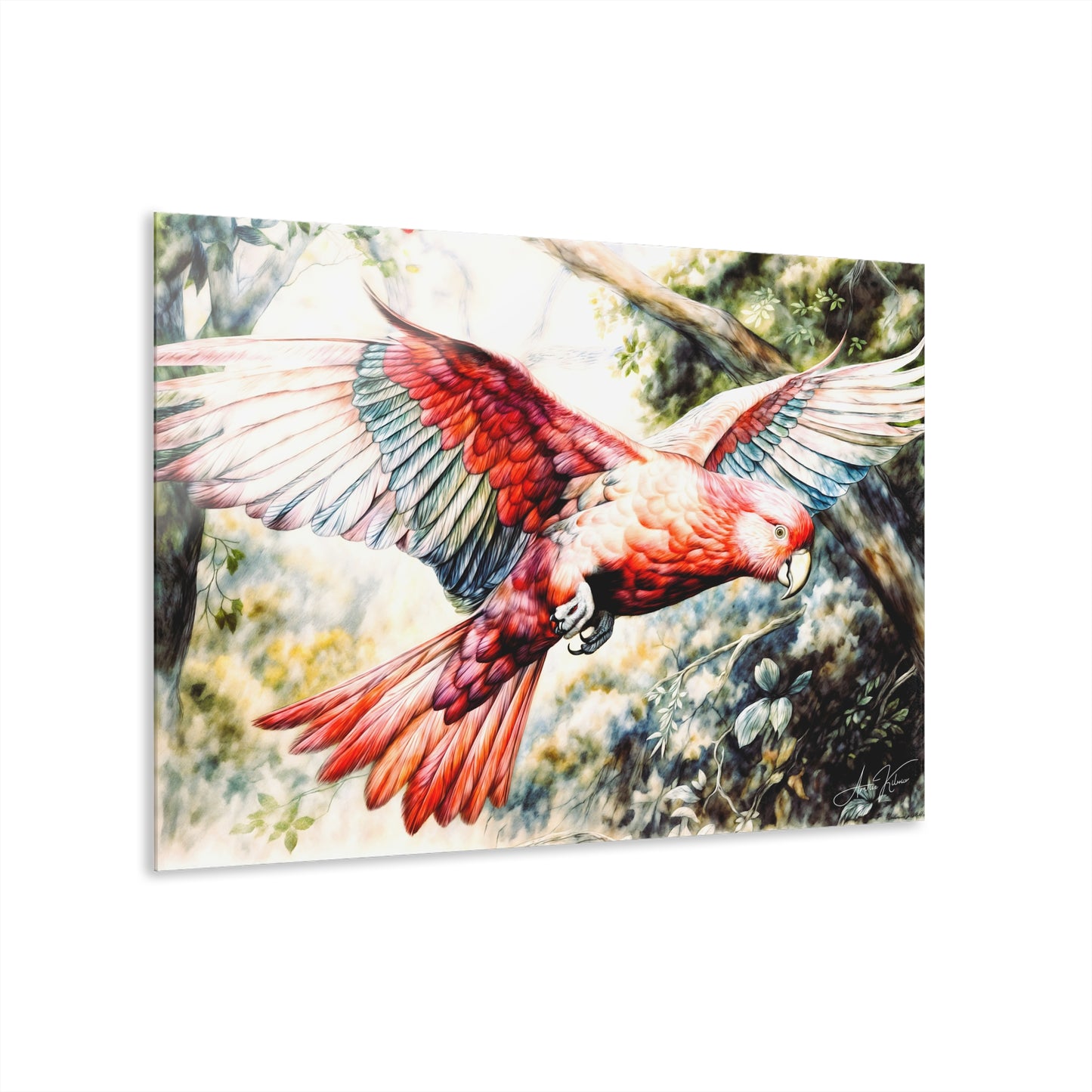 "Australian Galah", Fine Art Acrylic Wall Print (French Cleat Hanging)